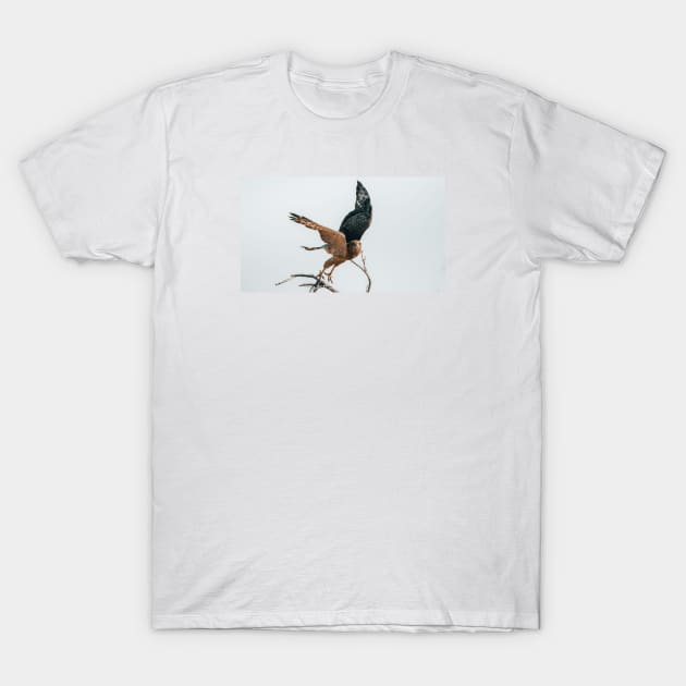 Hawk T-Shirt by withluke